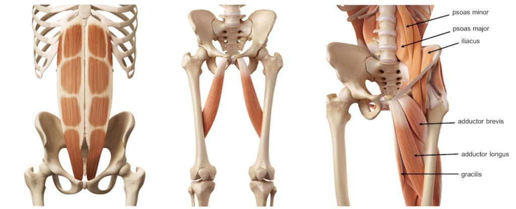 Osteitis Pubis Or Inflammation Of The Symphysis Pubis