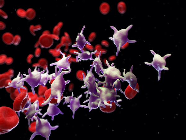Platelets or thrombocytes (white-purple) are small blood cells forming clots to repair wounds or dangerous thrombi that occlude blood vessels, potentially resulting in heart attack or stroke.