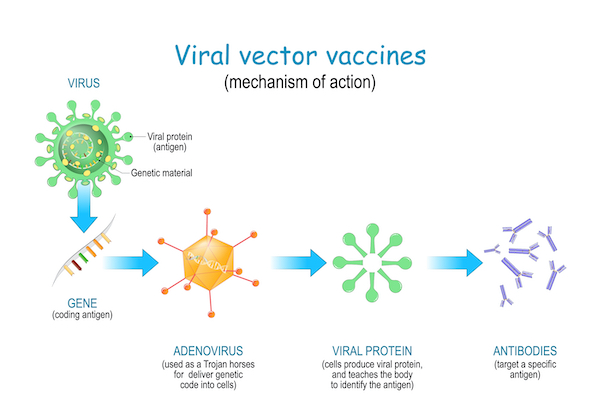 Viral,Vector,Vaccines.,Vaccine,Use,A,Safe,Virus,To,Insert
