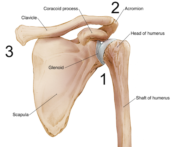 Three shoulder joints glen-humeral, acromio-clavicular & stereo-clavicular