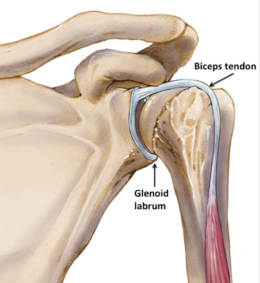 Illustration of the glenoid labrum with the insertion of the long biceps tendon .