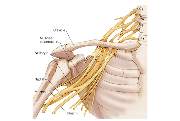 Sketch of the brachial plexus where the nerves depart from the cervical spine and first thoracic vertebra to innervate the upper extremities.