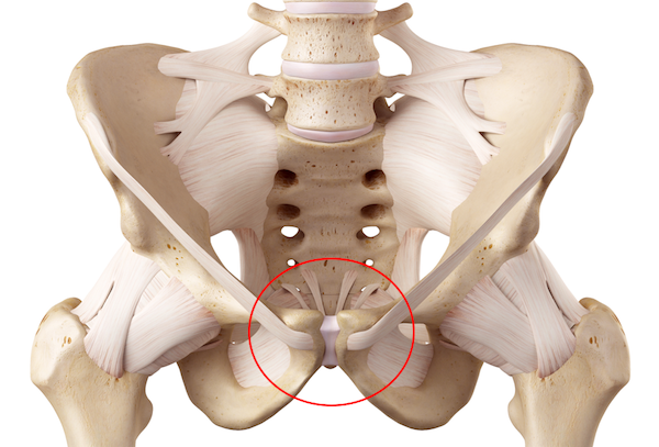 Illustration of the pubic symphysis where the right and left part of the pelvis are held together by strong ligaments (shown inguinal ligaments)