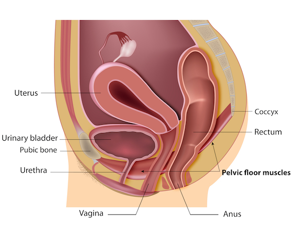 Anatomy of the pelvic organs in a healthy woman from a lateral view. The uterus and the bladder are the areas subjected to prolapse and stress incontinence, respectively 