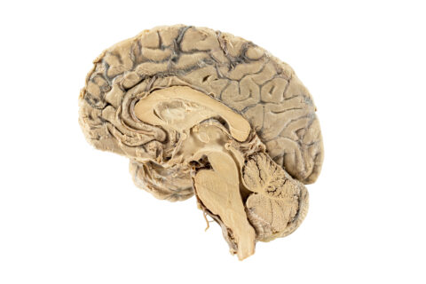 medial,view,of,human,half,brain